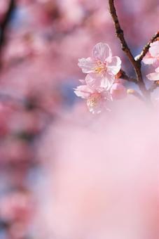 河津桜 河津桜の写真