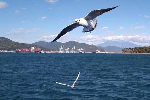 カモメ飛翔 静岡県,清水港,風景の写真素材