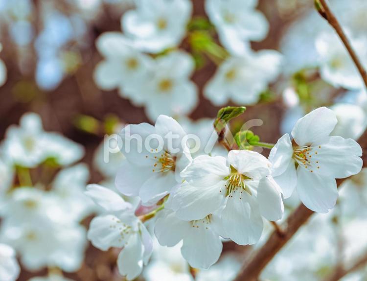 ソメイヨシノ桜ｰ10 ソメイヨシノ,さくら,桜の写真素材