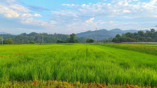 広大な田園風景 広大な田園風景 田,田んぼ,水田の写真素材