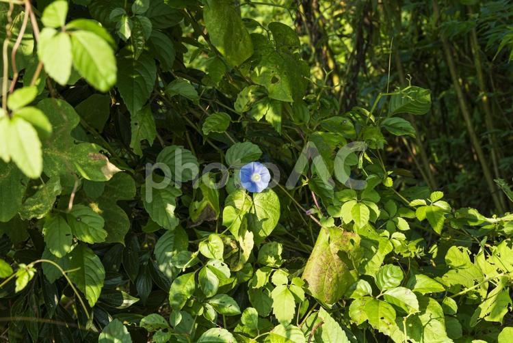 草むらでひっそりと咲くギンヨウアサガオ ギンヨウアサガオ,草花,花の写真素材