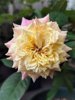 ベランダのバラ・シャルール ベランダのバラ・シャルール 薔薇,バラ,シャルールの写真素材