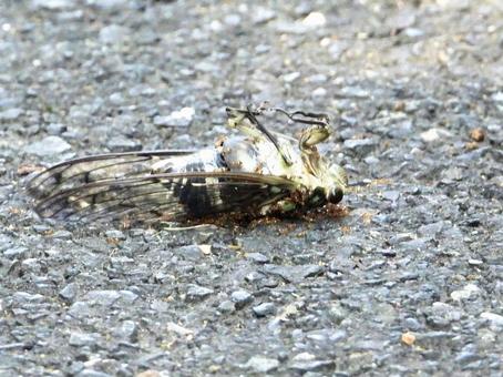 道に落ちたセミに群がるアリ 道に落ちたセミに群がるアリ 昆虫,セミ,アリの写真素材