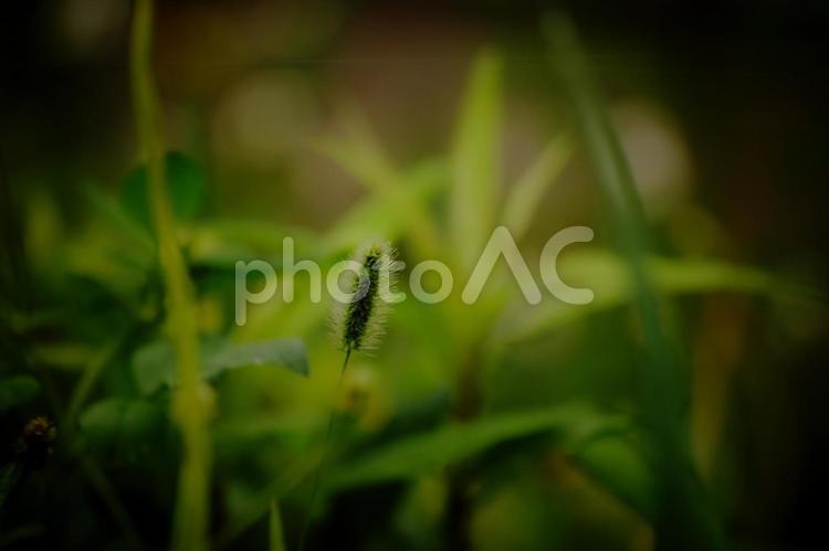 ＜素材＞エノコログサ（猫じゃらし） エノコログサ,猫じゃらし,草原の写真素材