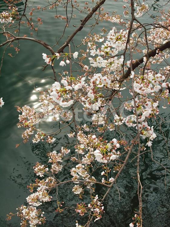 大岡川・春の反映 春,空,桜の写真素材