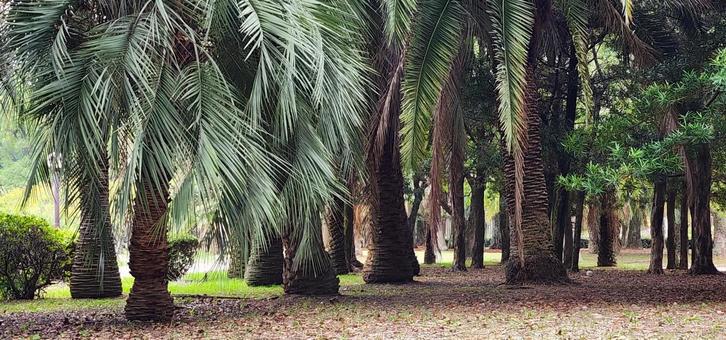 Phoenix (Arecaceae) in Osaka City Nagai Park, JPG