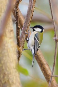 シジュウカラ(166) 野鳥,鳥,シジュウカラの写真素材