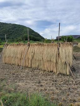 稲の天日干し はざかけ,稲架掛け,天日干しの写真素材