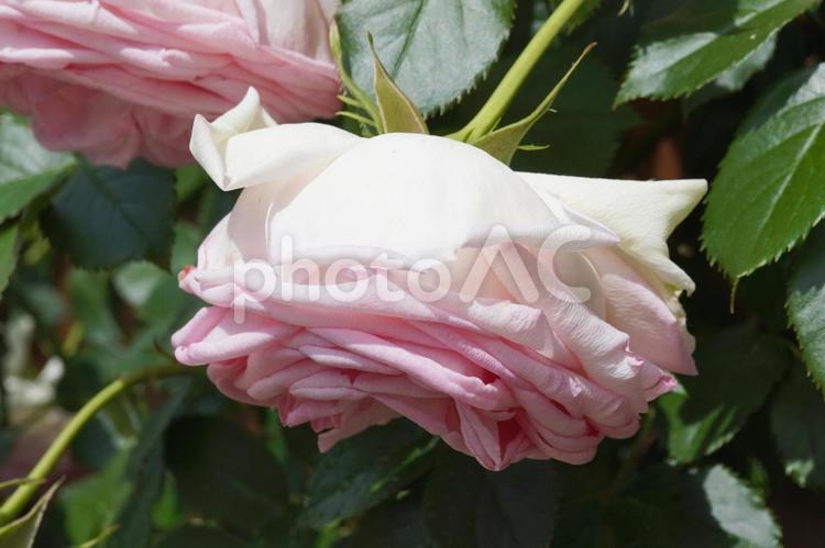 水切れした満開のつるバラ（接写）01 薔薇,バラ,花の写真素材