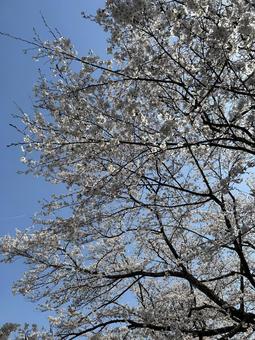 Cherry tree and blue sky, JPG Cherry tree and blue sky, JPG
