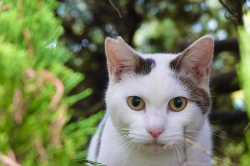 見つめるシロキジネコ 見つめるシロキジネコ ネコ,保護猫,猫の写真素材