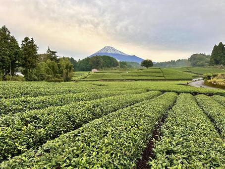 朝の茶畑から見る初冠雪の富士山 朝の茶畑から見る初冠雪の富士山 富士山,茶畑,お茶の写真素材