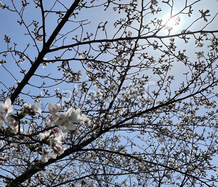 陽射しから桜の木 背景,桜,さくらの写真素材