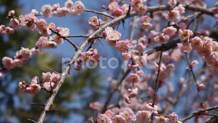 春の訪れに心を和ませ 春,梅,うめの写真素材