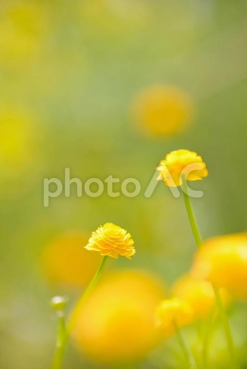黄色い花2 花,黄色,イエローの写真素材