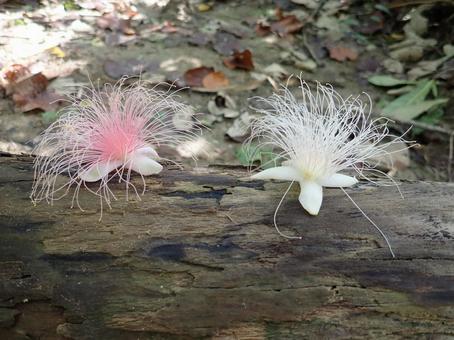 西表島のカザリバナの写真