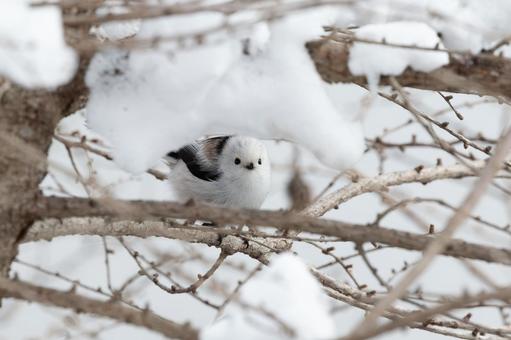 雪の中からシマエナガ 雪の中からシマエナガ シマエナガ,野鳥,鳥の写真素材