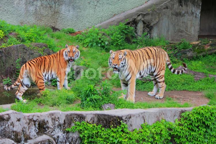 マジで！？！と驚きを隠せない虎２匹 レジャー,動物園,咆哮の写真素材