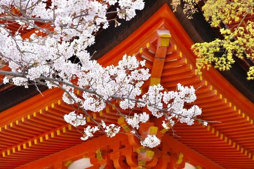 桜 桜の写真