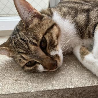 眠い 眠い 昼寝,可愛い,猫の写真素材