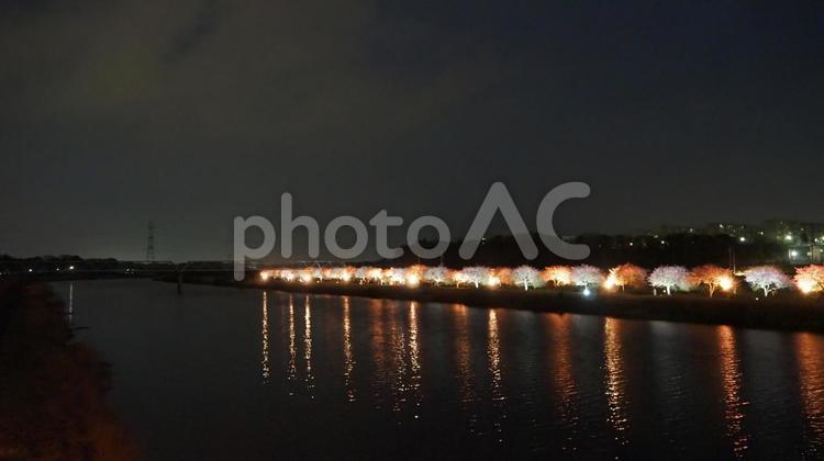 新川河畔の夜桜・八千代千本桜（八千代市） 春,夜桜,八千代千本桜の写真素材