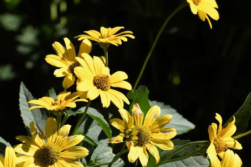 黄色い花 黄色い花の写真