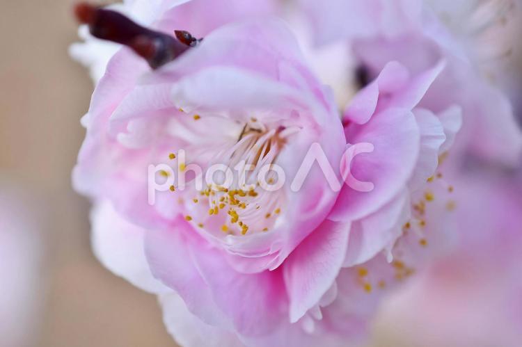 ＜春のイメージ＞梅の花 梅,花,梅の花の写真素材