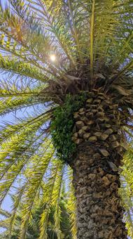 Photo, palm tree leaves, sunny, background, 
