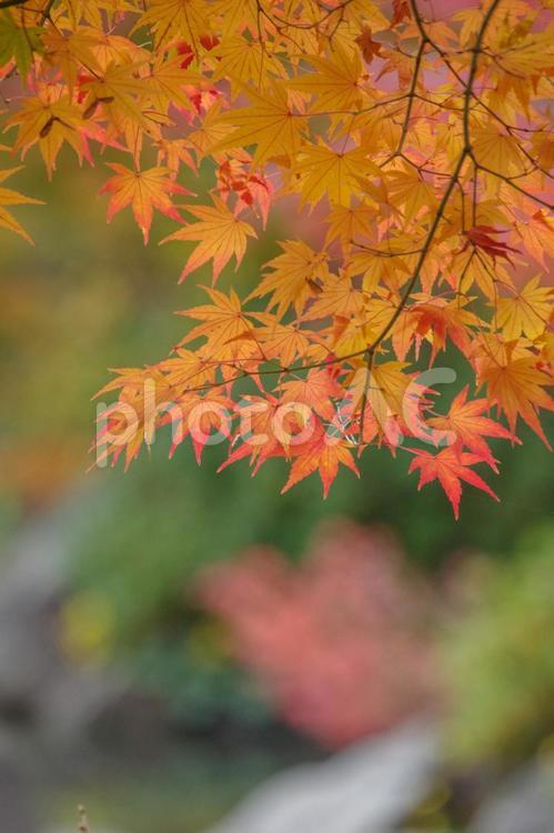山吹色になったもみじの葉が柔らかい もみじ,山吹色,鮮やかの写真素材