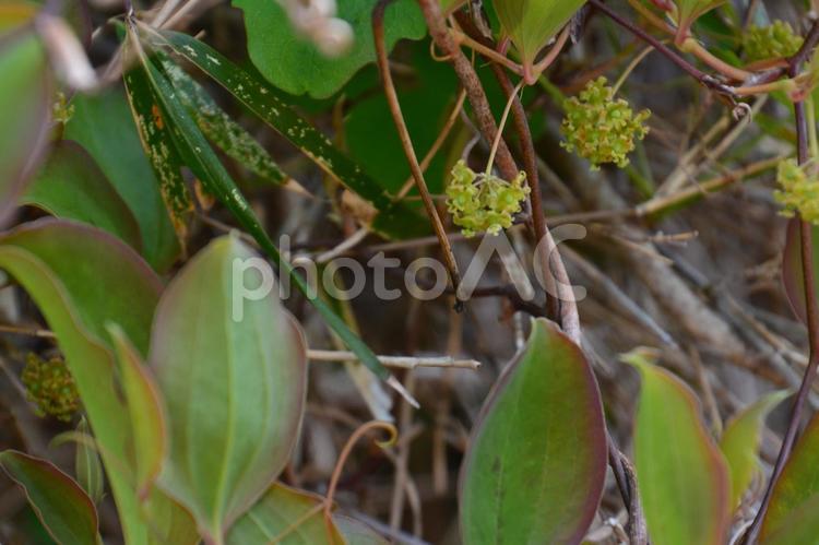 林の中の花 花,野生,公園の写真素材