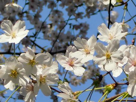 さくらのボケ背景-3 背景,ボケ,さくらの写真素材