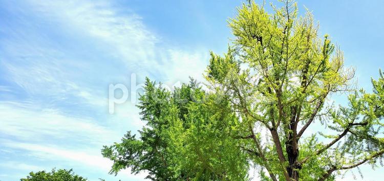 空と木の自然の世界　風を感じる 新緑,森林浴,自然の写真素材