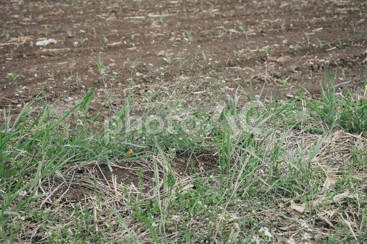 雑草の生えた畑30 雑草,ガーデニング,土の写真素材