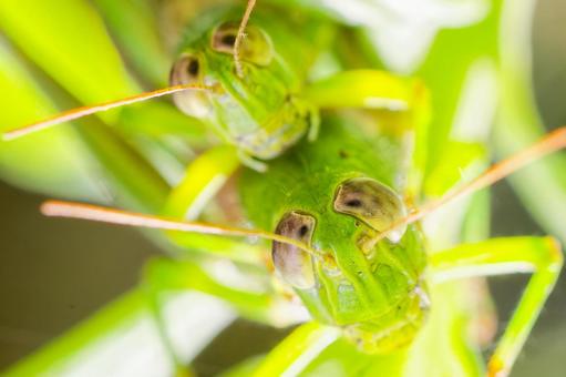 Close-up of the Yamato butterbur grasshopper's face, JPG