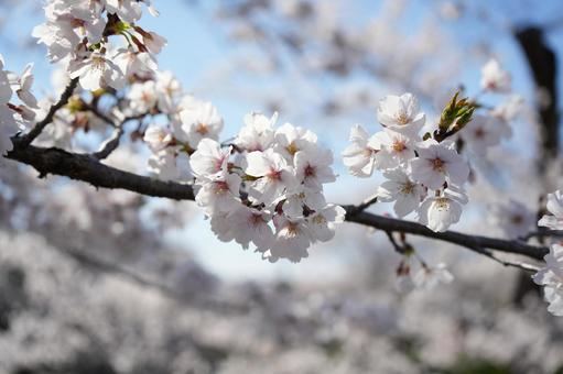 桜 満開 春 桜 満開 春の写真