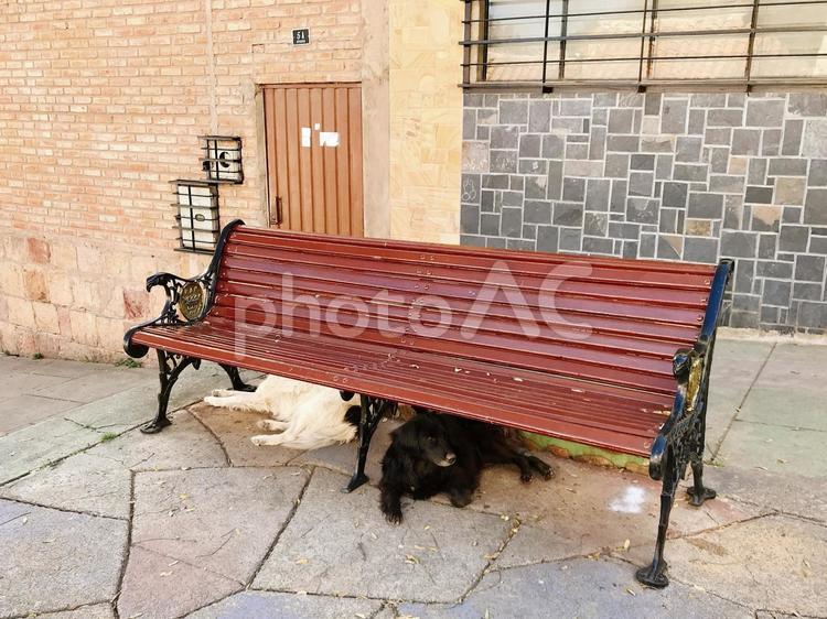 ボリビア、スクレの野良犬とベンチ 犬,海外,南米の写真素材