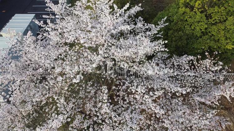 上から見る桜 桜,ドローン,木漏れ日の写真素材