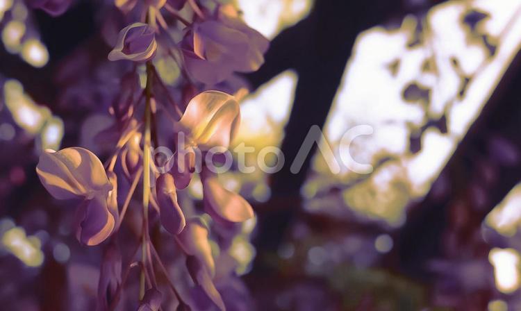 日暮れ前の藤の花　大写し 藤の花,藤,夕方の写真素材