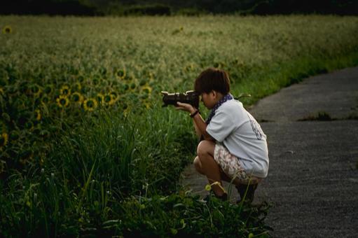 <素材>宿題に夕暮れのひまわりを撮る少年 <素材>宿題に夕暮れのひまわりを撮る少年の写真