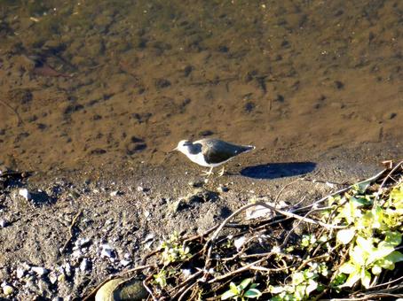 川の岸辺を歩き採餌するイソシギ イソシギ,鳥,野鳥の写真素材