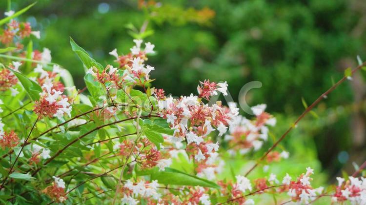 涼しい風の通り道に咲くアベリアの可愛い花 アベリア,ピンク色,白色の写真素材