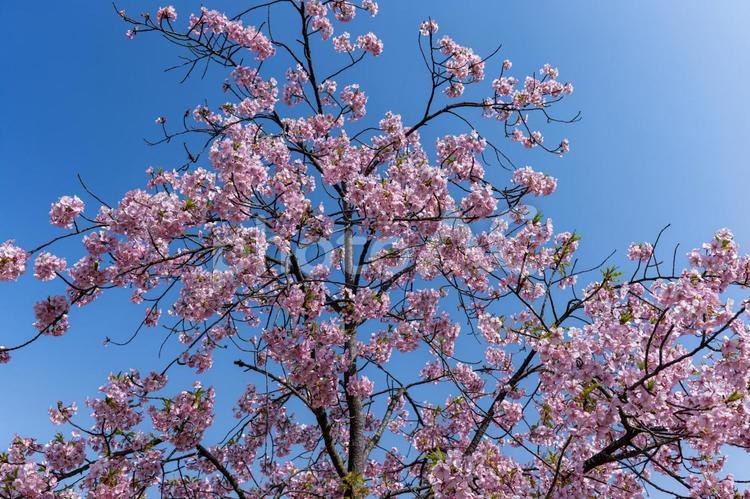 爽やかな青空と満開の河津桜 桜,河津桜,春の写真素材
