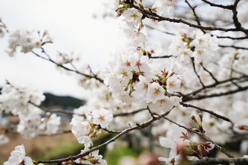 満開の桜の花1 満開の桜の花1 桜,さくら,ソメイヨシノの写真素材