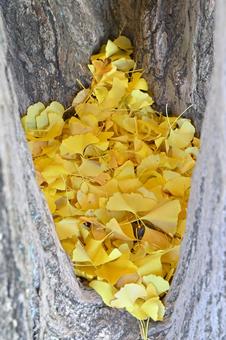 銀杏の葉 銀杏,いちょう,イチョウの写真素材