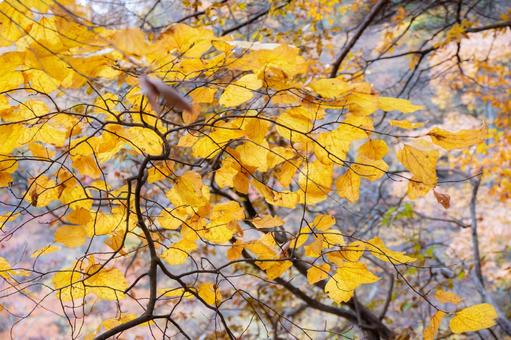 秋素材 秋素材,秋,紅葉の写真素材