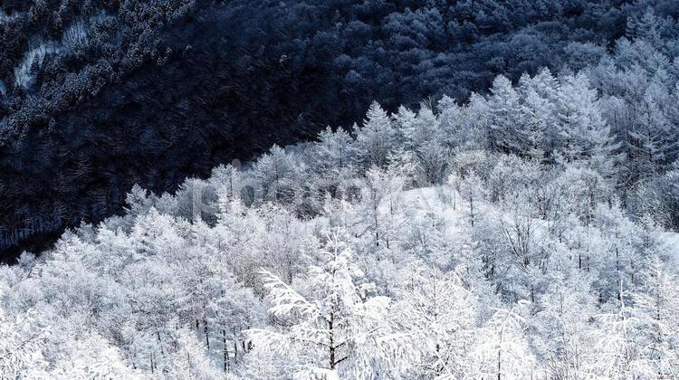 霧氷の樹々　冬景色　遠望 霧氷,樹々,冬景色の写真素材