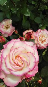 薔薇 薔薇の写真