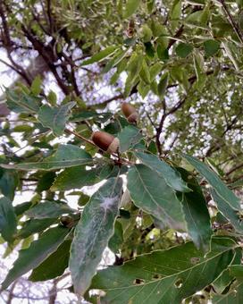 子供が大好きどんぐり どんぐり,秋,木の写真素材