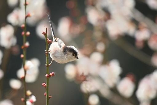 梅とエナガ 梅とエナガ 春,エナガ,野鳥の写真素材