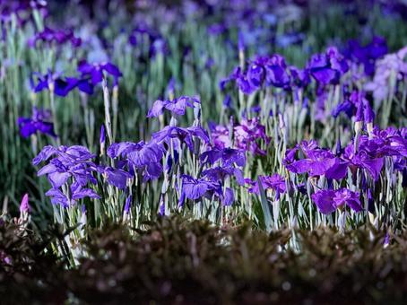 Iris flowers lit up at night in Horikiri Iris Garden, JPG